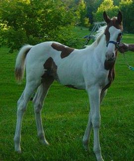 filly303.jpg